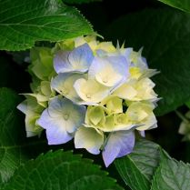 Hydrangeas.12fe0e38.jpg